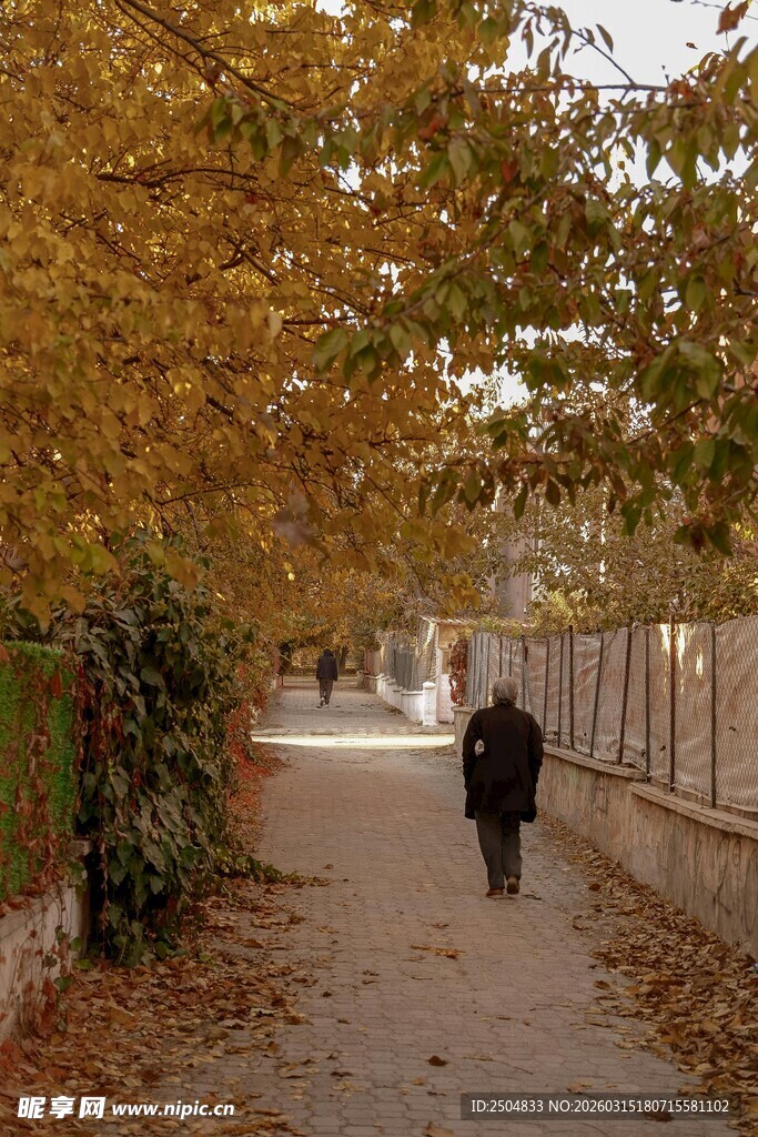 秋日林荫道上的独行者