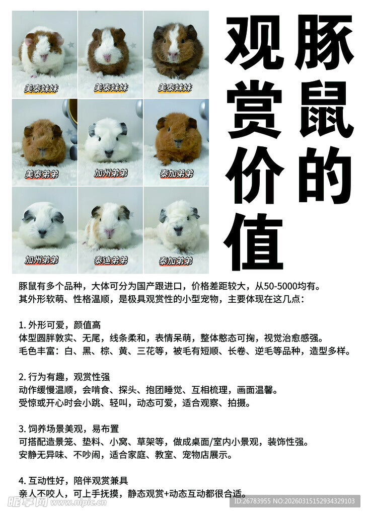 豚鼠观赏价值展示