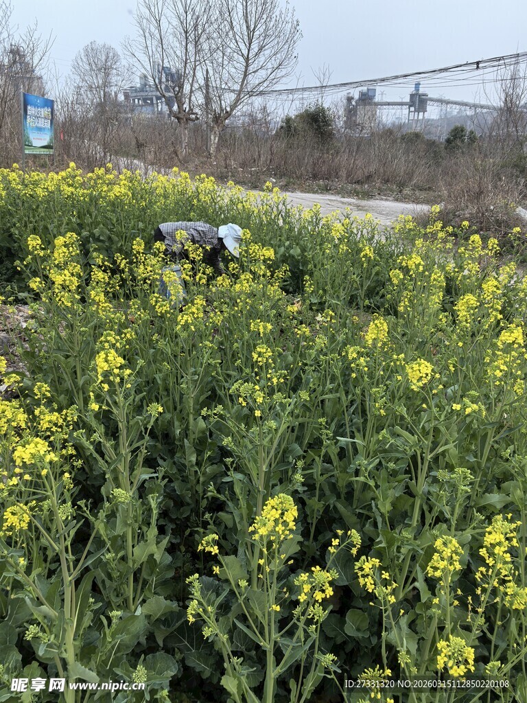 春日油菜花田中的劳动者