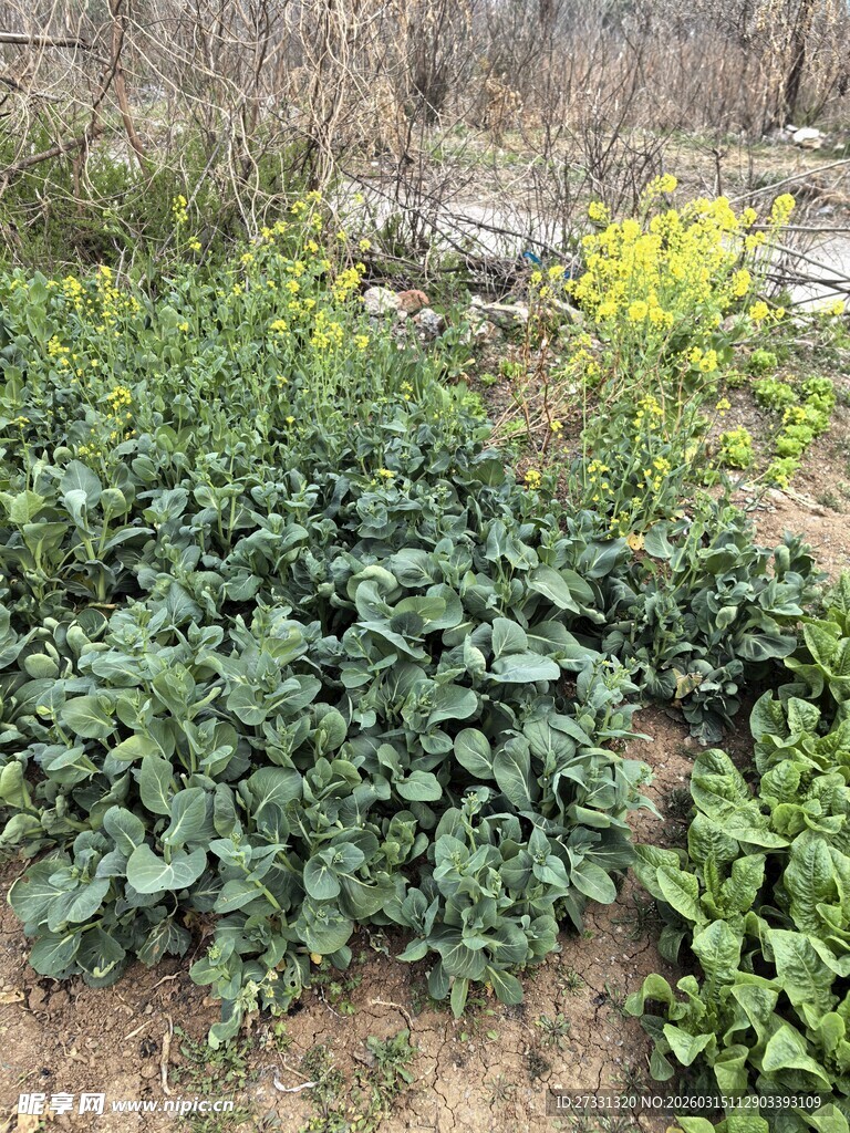 菜园中的多样绿色蔬菜