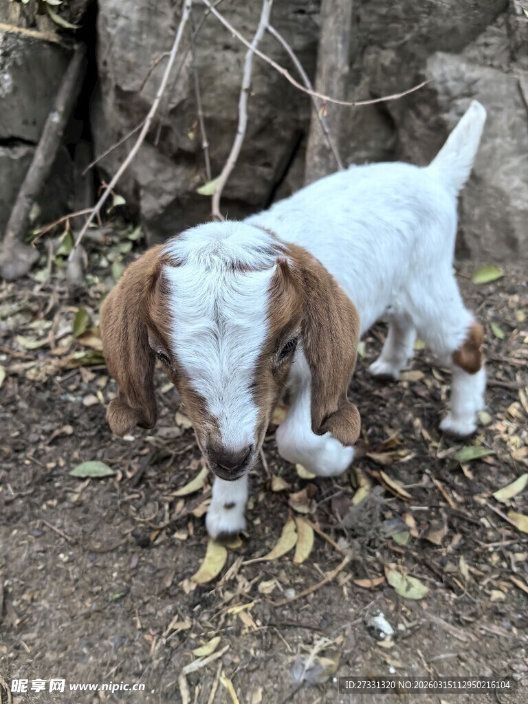 林间玩耍的可爱小山羊