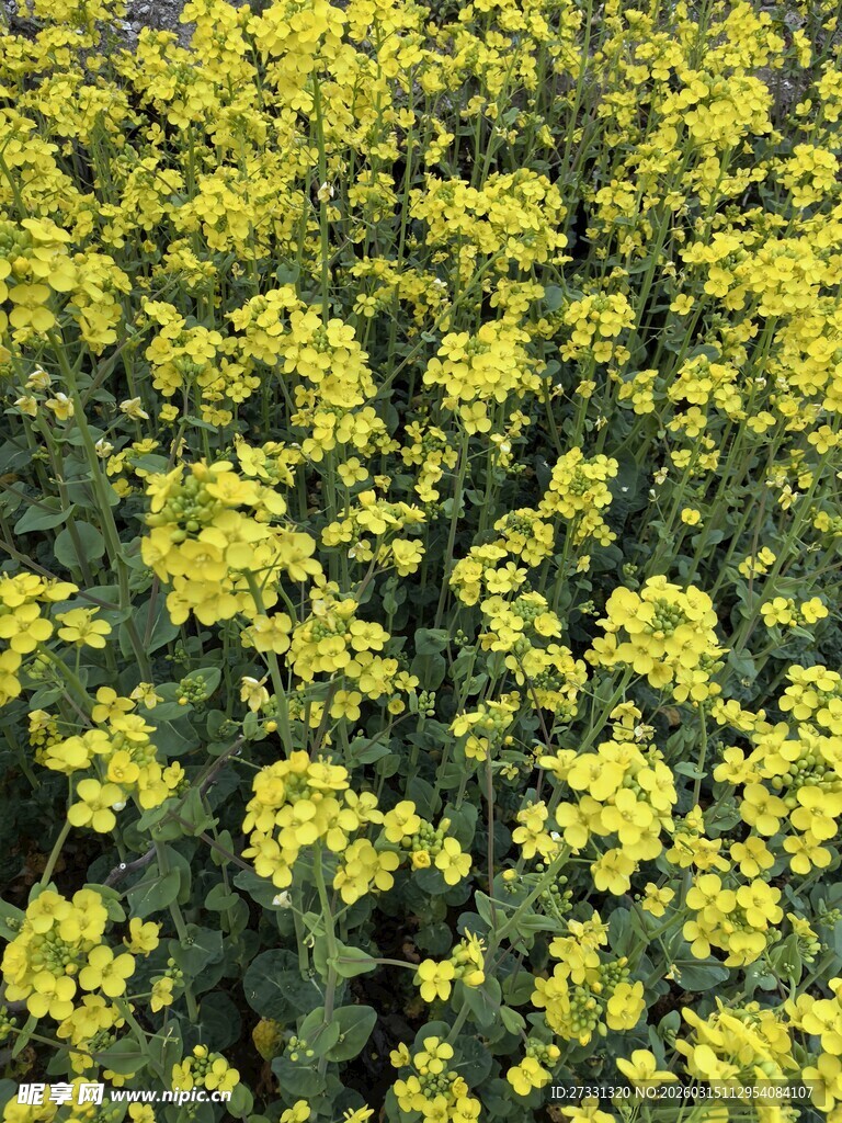 金黄灿烂的油菜花田