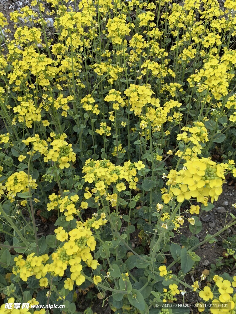 金黄灿烂的油菜花田