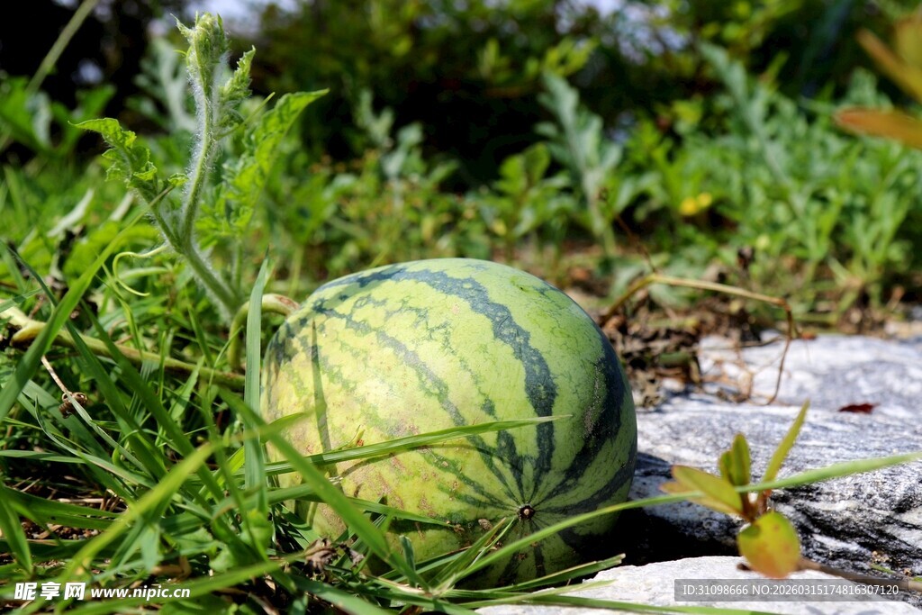 草地上的新鲜大西瓜