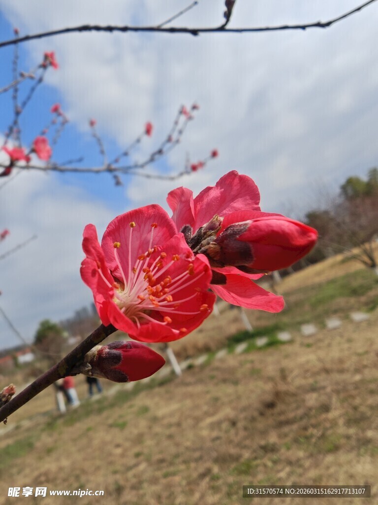 枝头绽放的娇艳红桃花