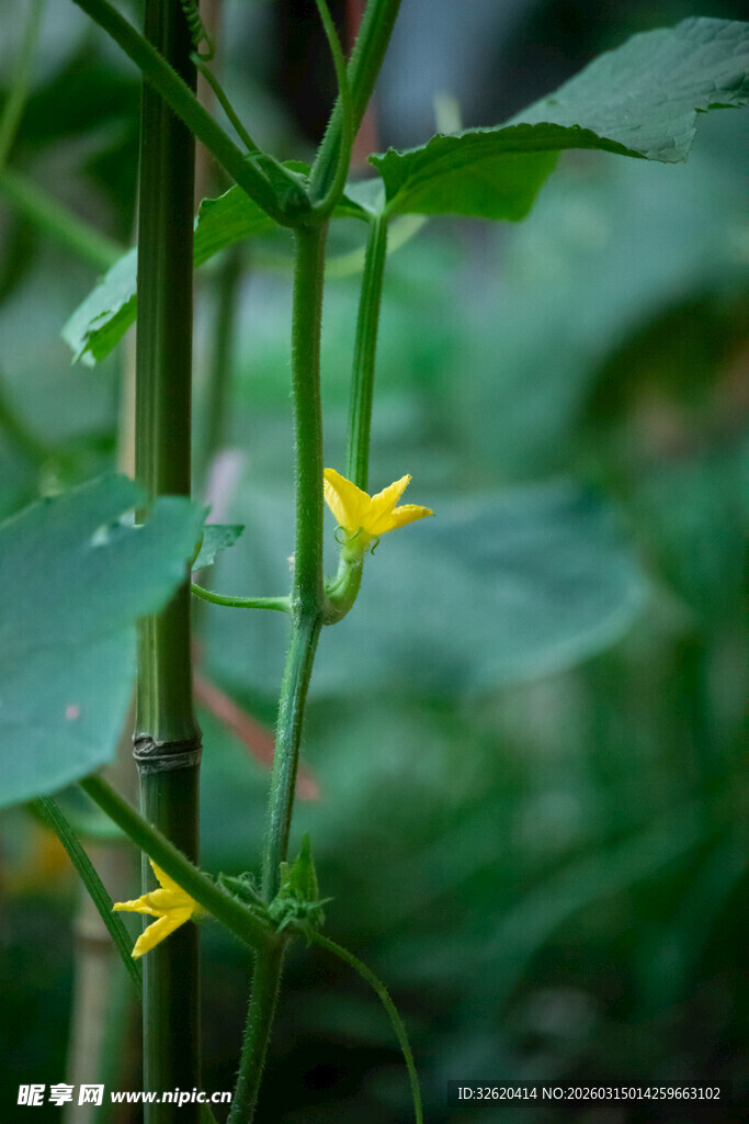 黄瓜藤上的黄色小花