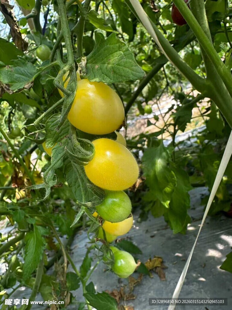 枝头挂着的黄青小番茄