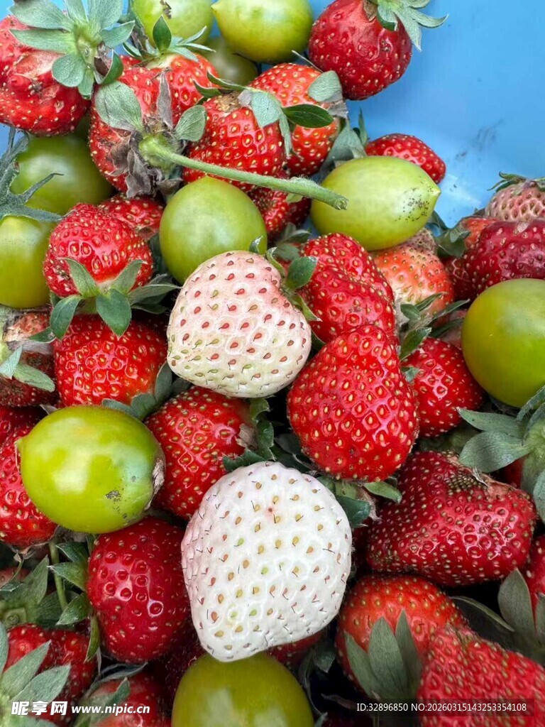 多彩草莓堆叠展示