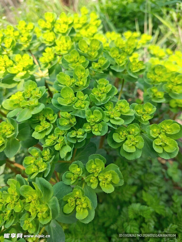 泽漆 五风草 五灯草
