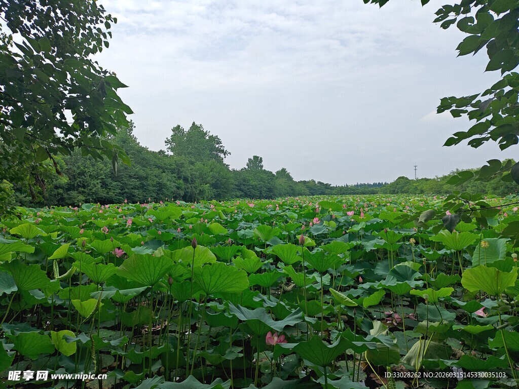 返湾湖荷塘 荷花