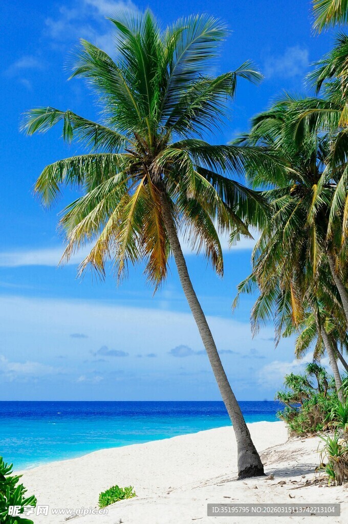 热带海滩风光椰树与碧海