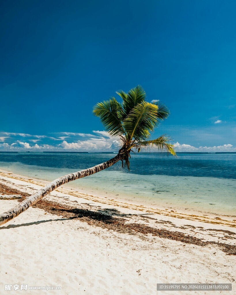 沙滩孤椰碧海蓝天美景