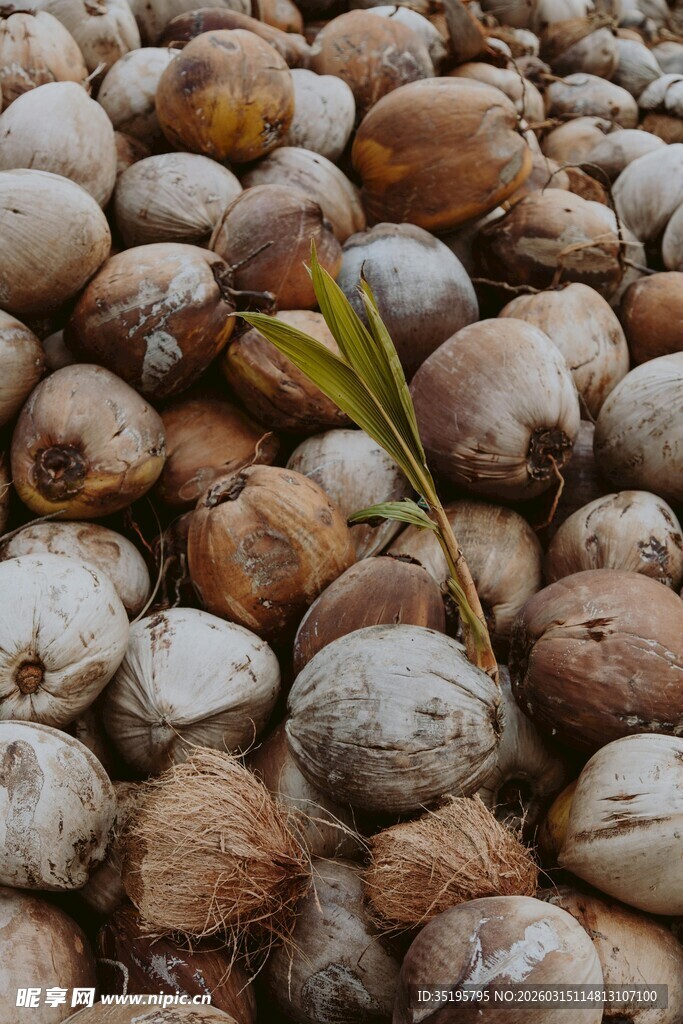 椰壳中的新生椰子苗