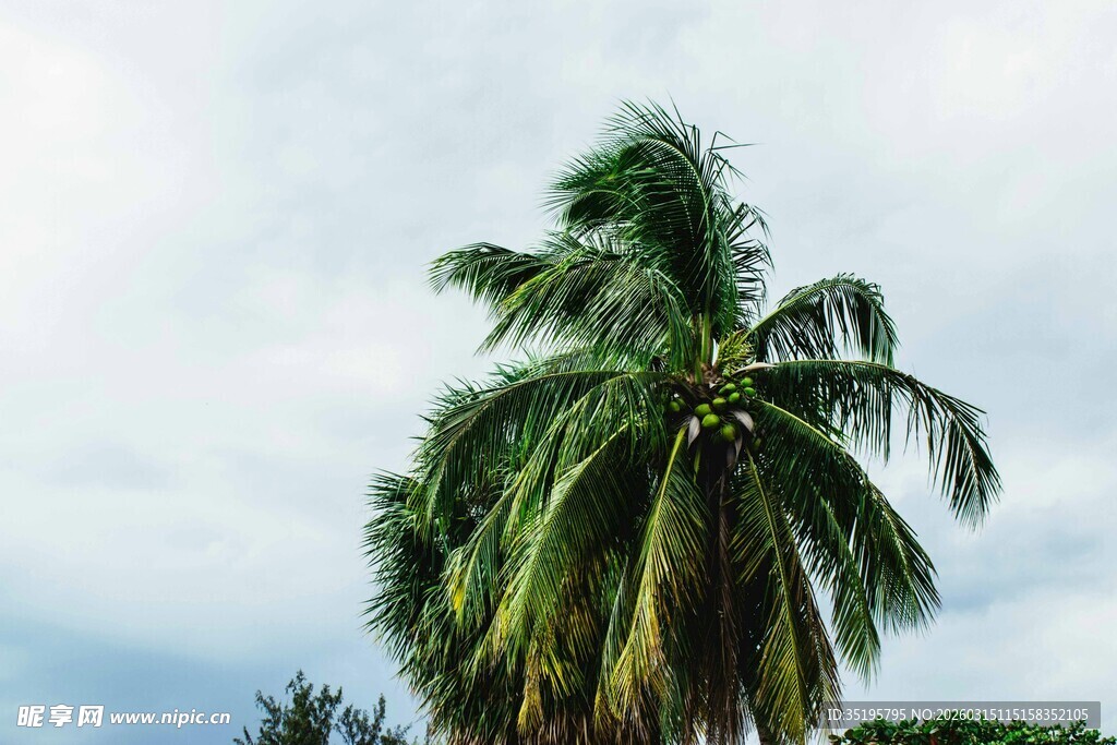 蓝天映衬下的高大椰子树