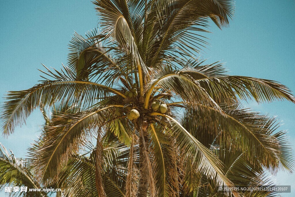 蓝天椰树展现热带风情
