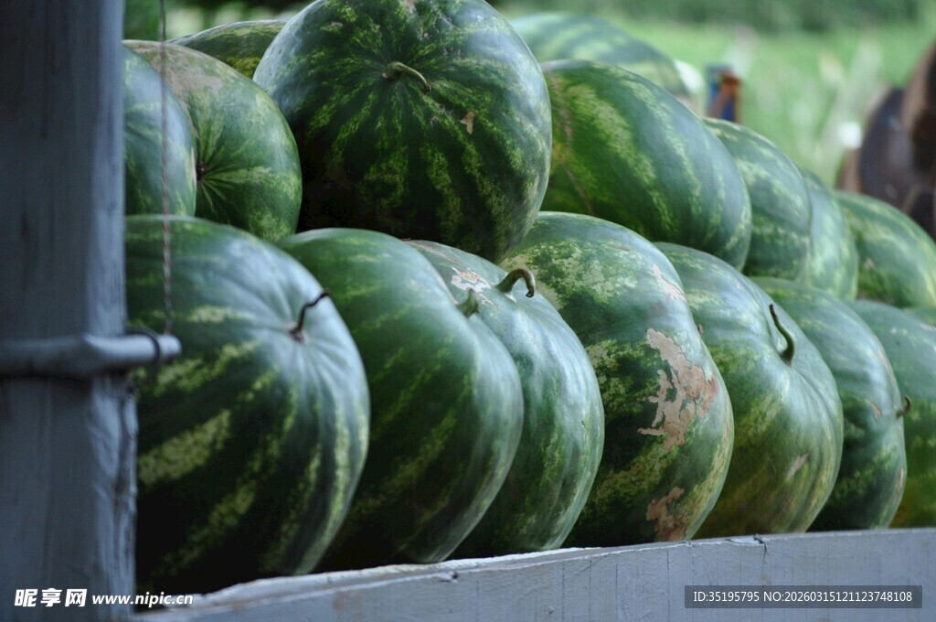 满满一车新鲜大西瓜