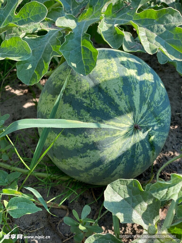 田间成熟的大西瓜