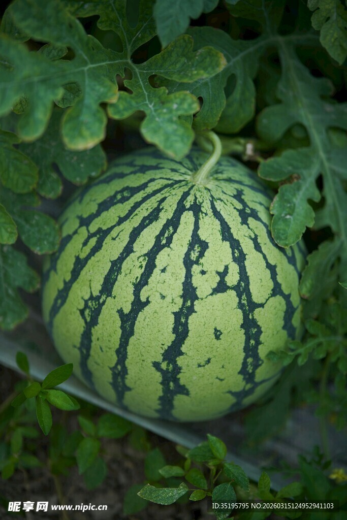 田间的圆滚滚大西瓜