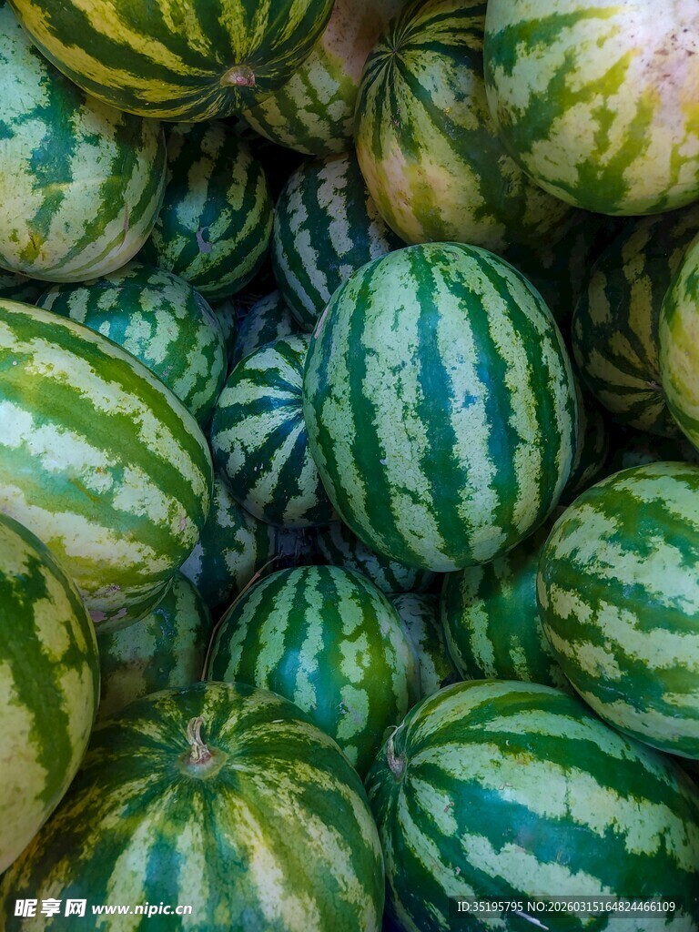 一堆新鲜条纹西瓜