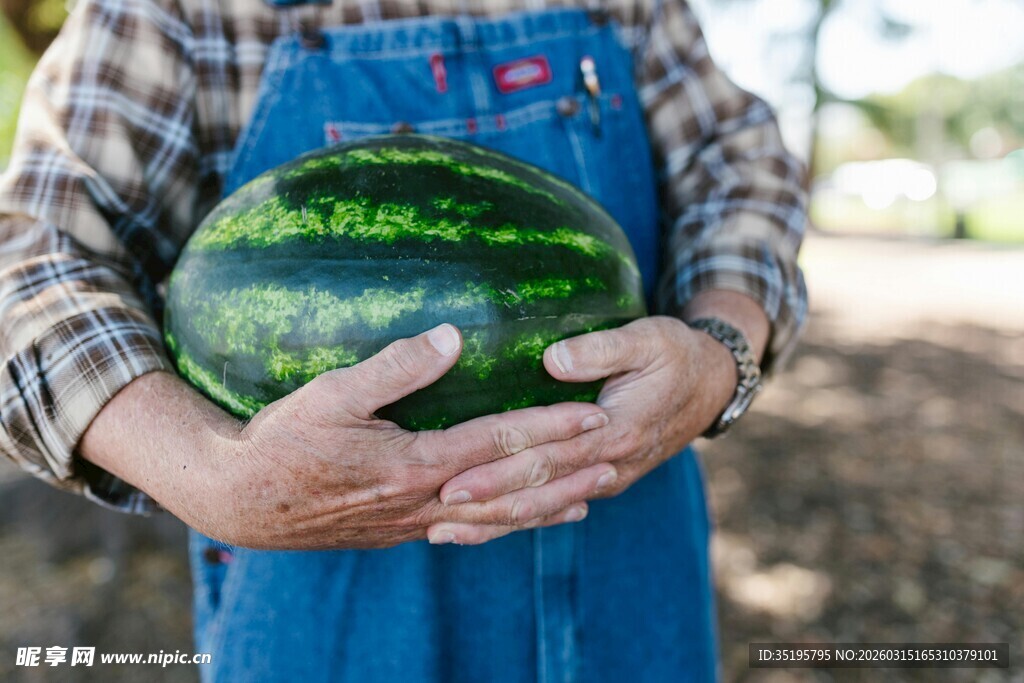 农民双手捧抱大西瓜