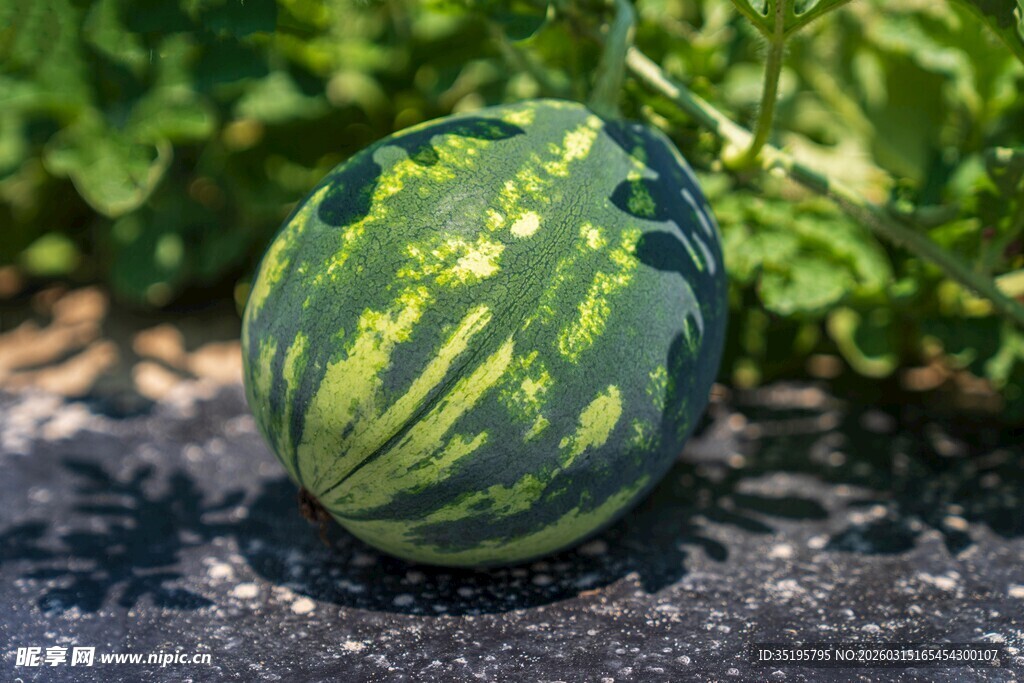 田间成熟的条纹小西瓜