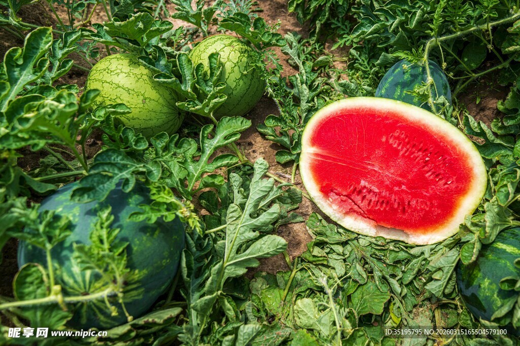 新鲜采摘的多汁红瓤西瓜
