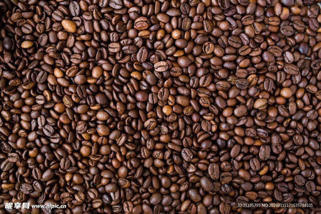 黑褐色饱满种子特写