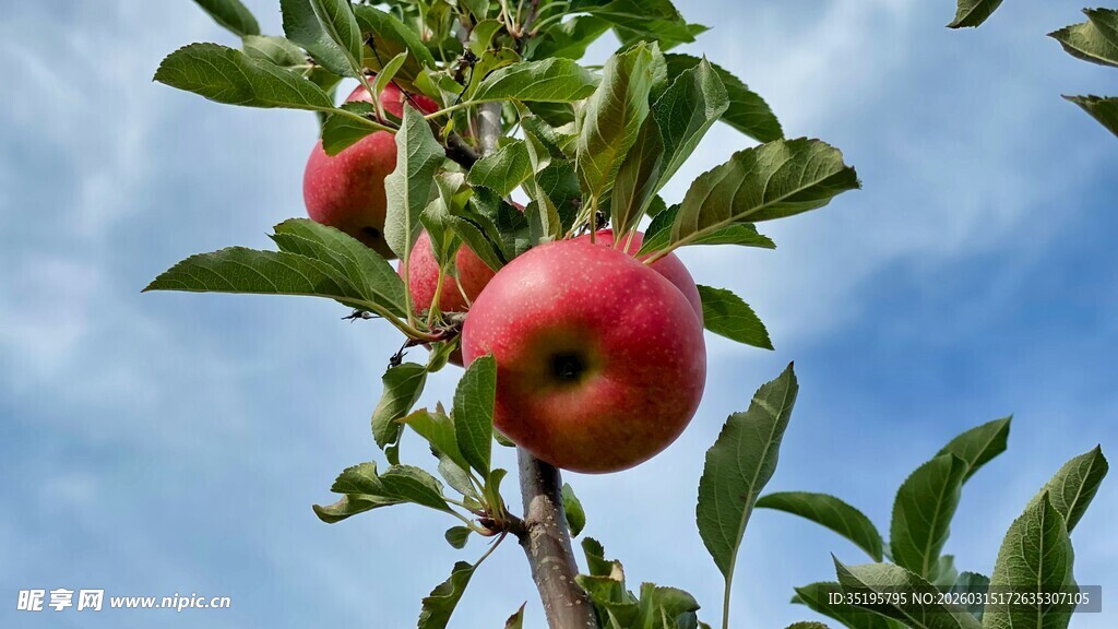 枝头红苹果绿叶衬蓝天