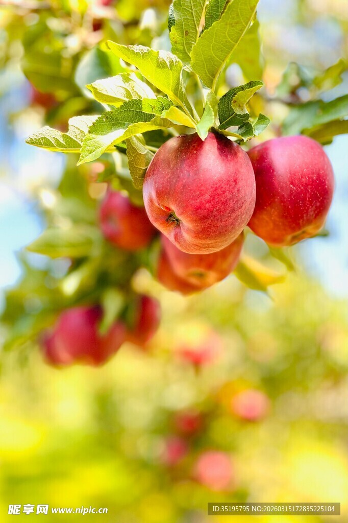 枝头红苹果丰收好景象
