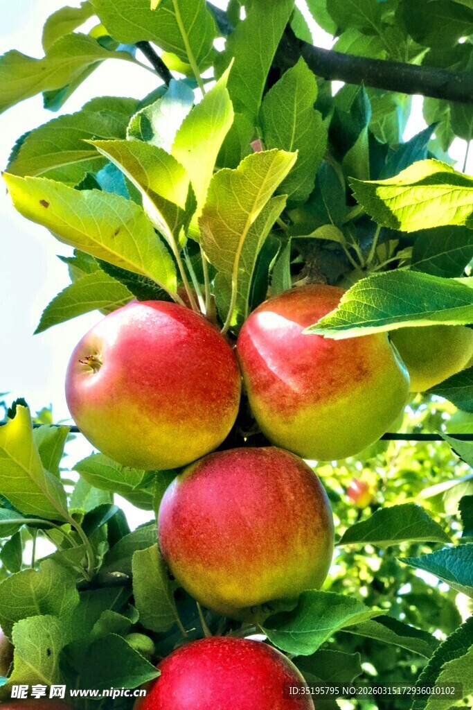 枝头红苹果鲜嫩诱人