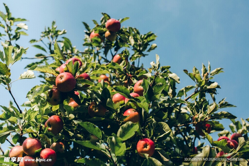枝头硕果累累的苹果树