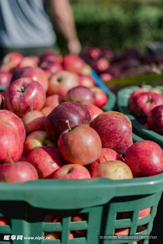 满满绿筐鲜苹果