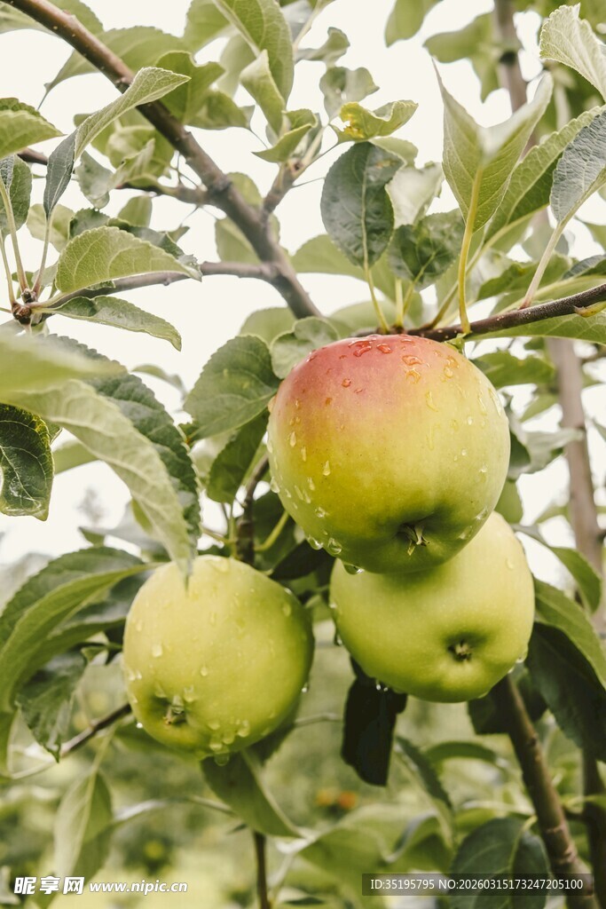 枝头鲜嫩苹果待采摘