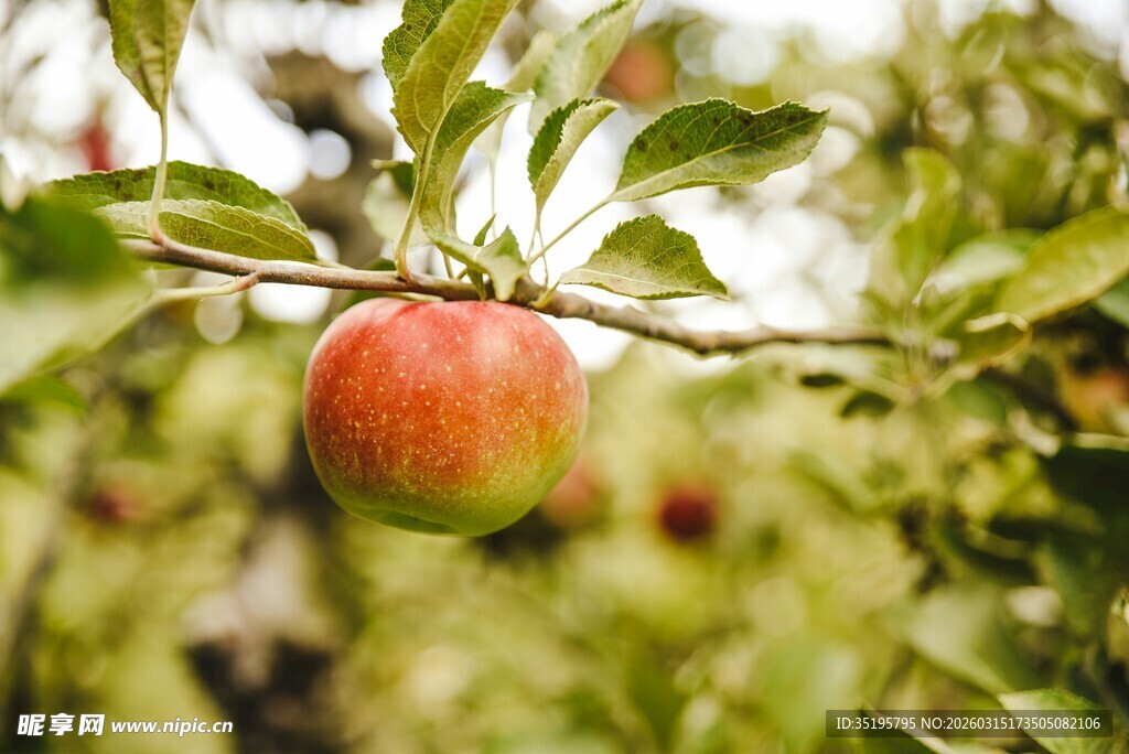 枝头红苹果自然好风光