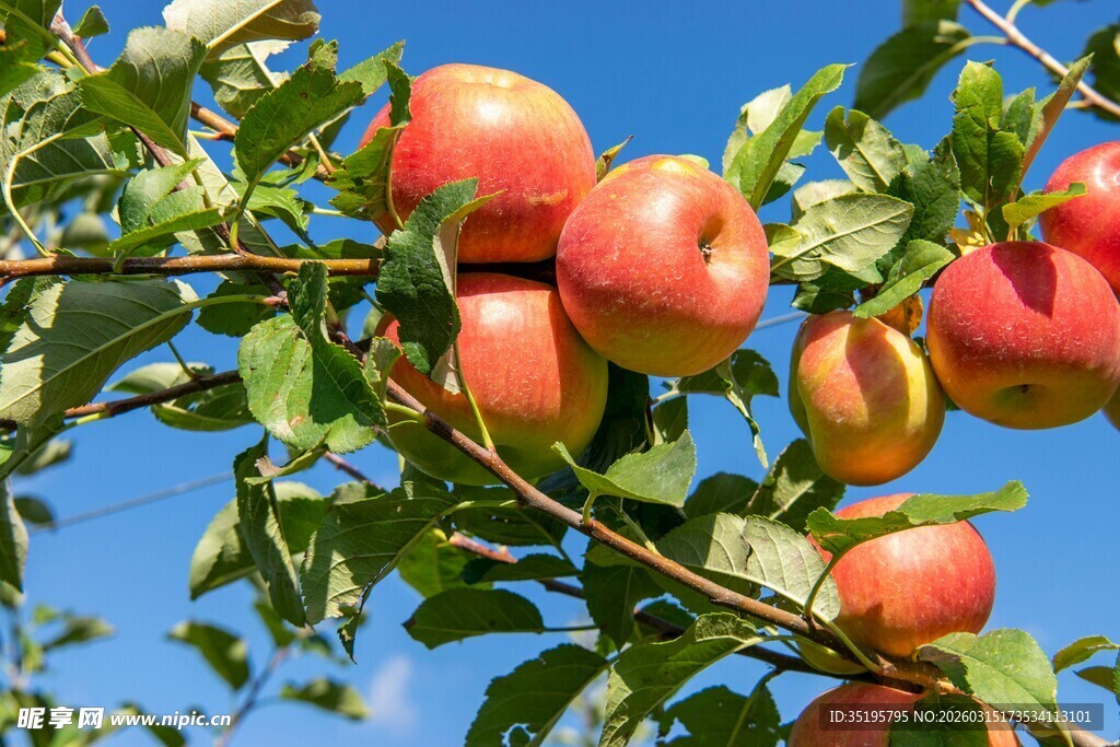 枝头红苹果秋日好风光