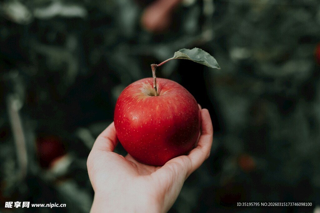 手捧鲜红苹果特写