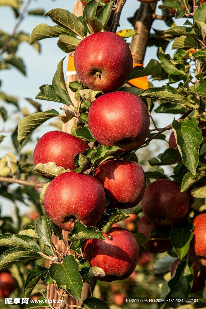 枝头硕果累累的红苹果