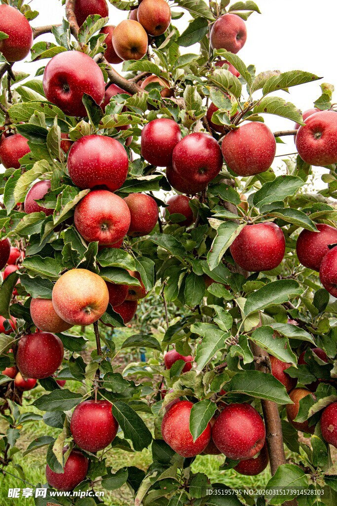 枝头硕果累累的红苹果