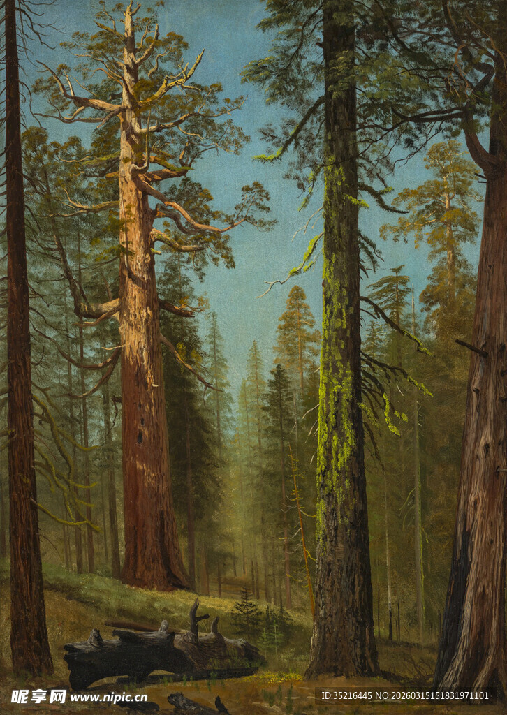 森林中的高大树木景观