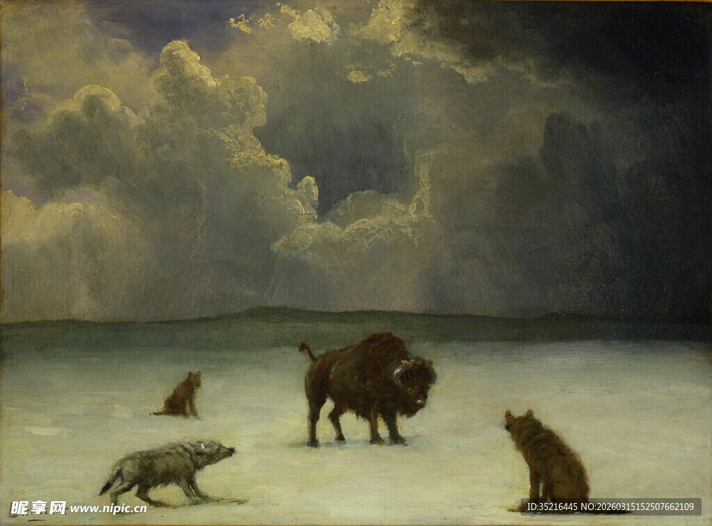 荒野中野牛与群狼对峙