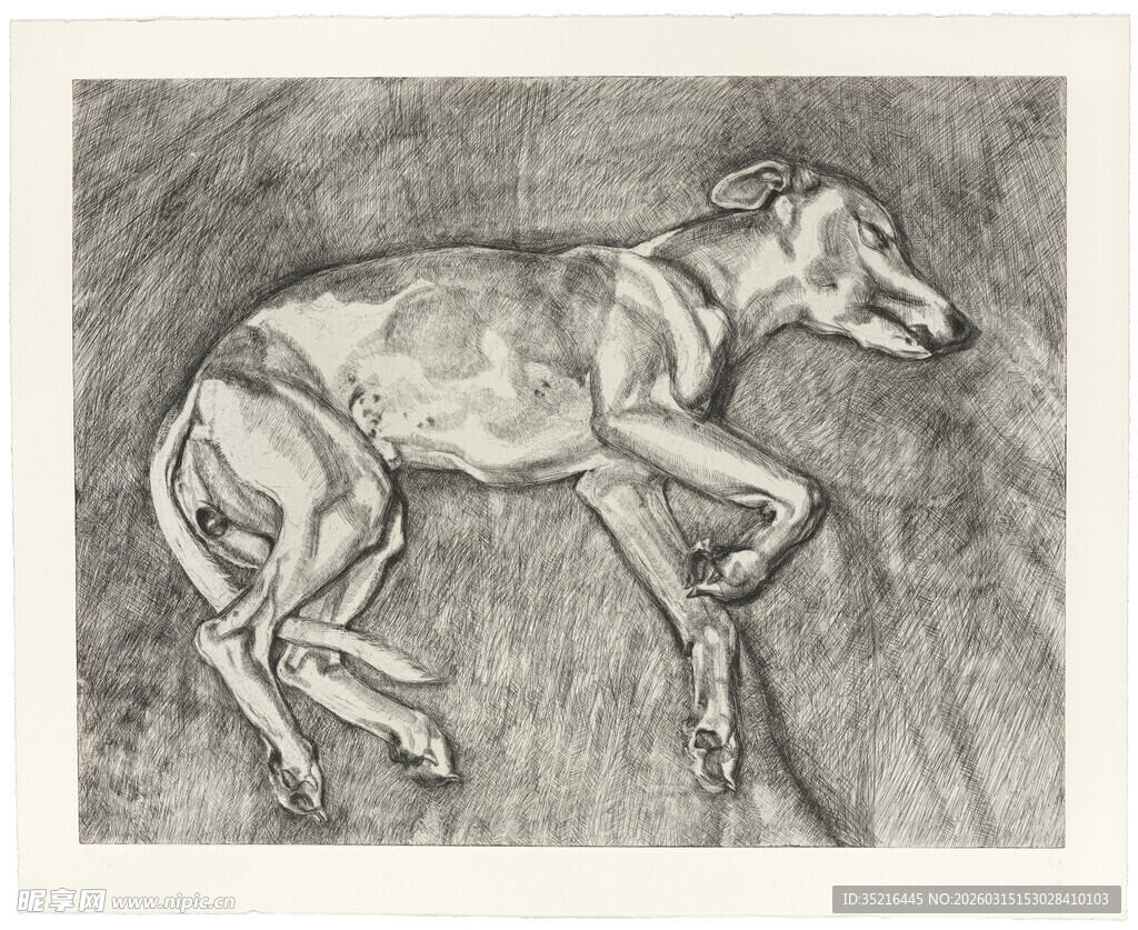 卧躺的狗素描画
