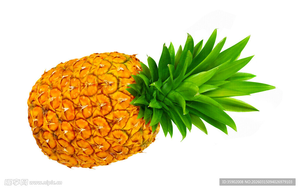 新鲜菠萝