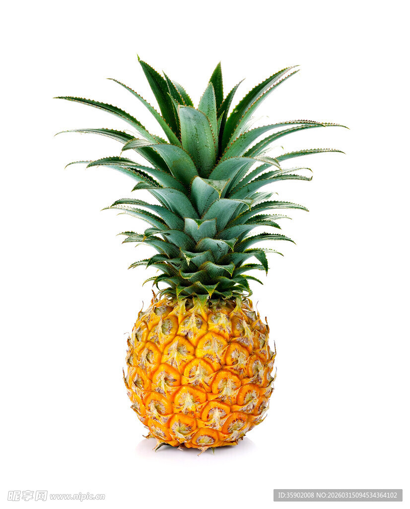 新鲜菠萝