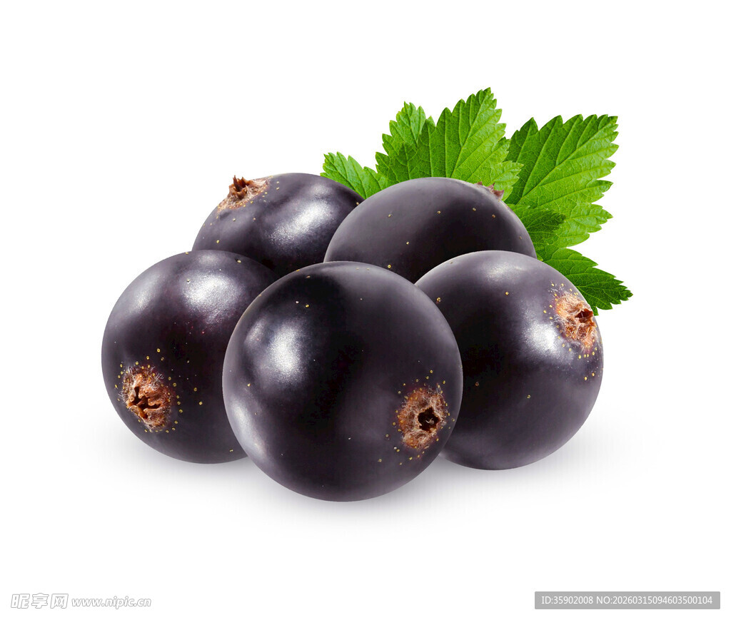 黑醋栗果实带绿叶点缀