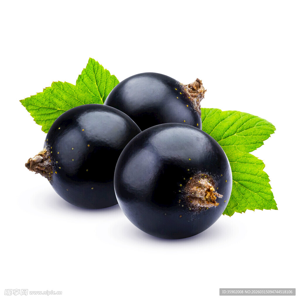 三颗黑加仑带绿叶