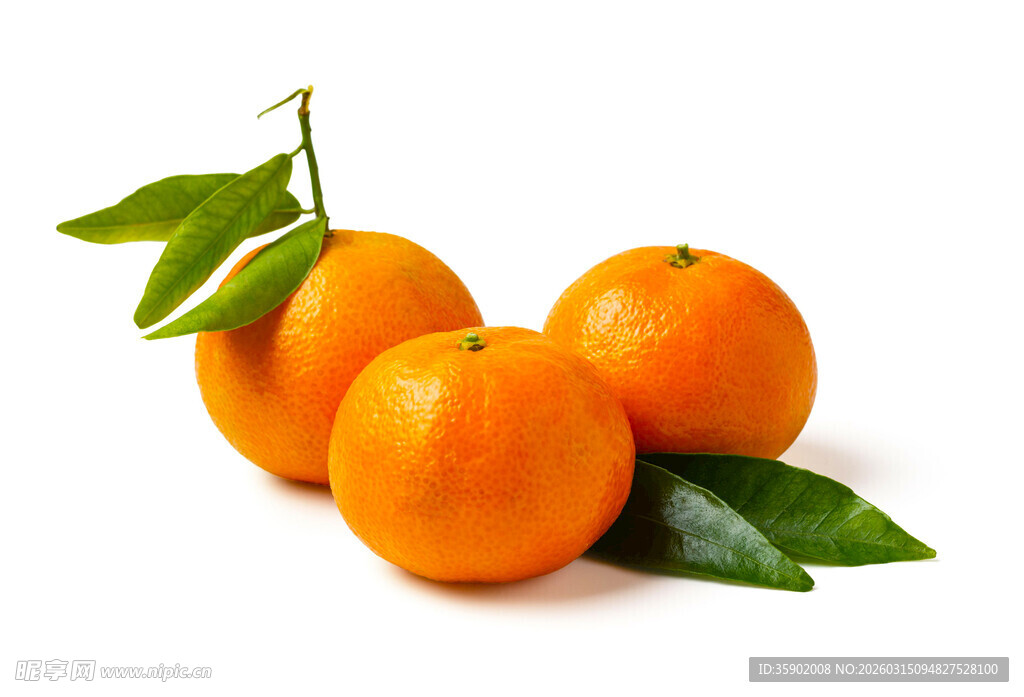 新鲜带叶橘子