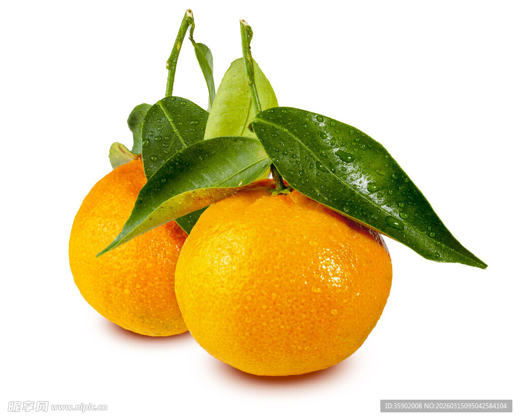 新鲜带叶柑橘