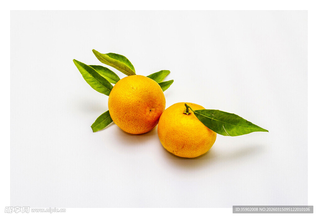 两个带叶鲜橙
