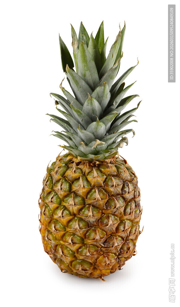 新鲜菠萝
