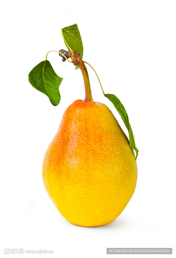 黄橙梨果绿叶相伴